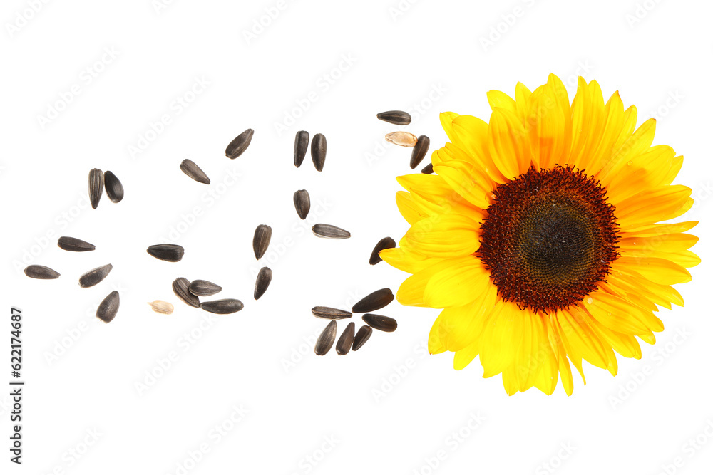 Flying sunflower with seeds on white background