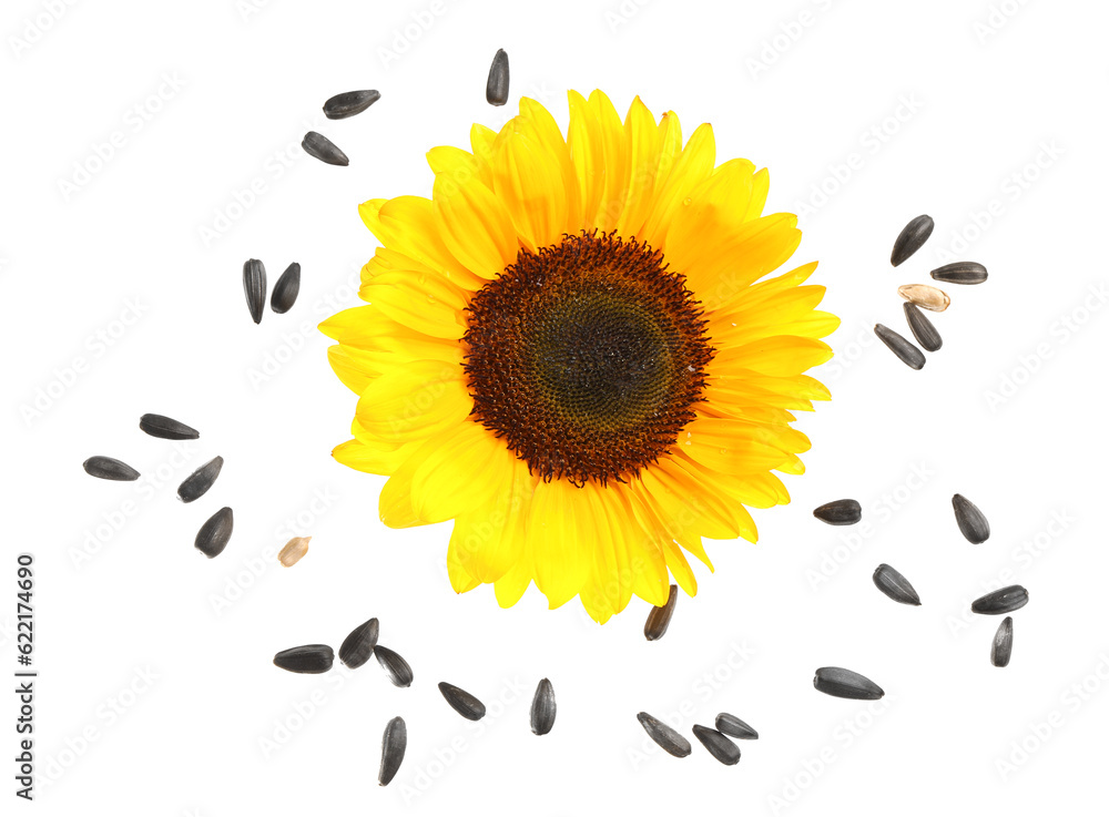 Flying sunflower with seeds on white background