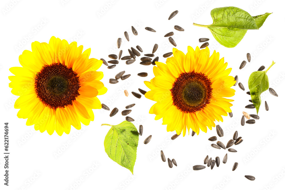 Flying sunflowers with seeds on white background