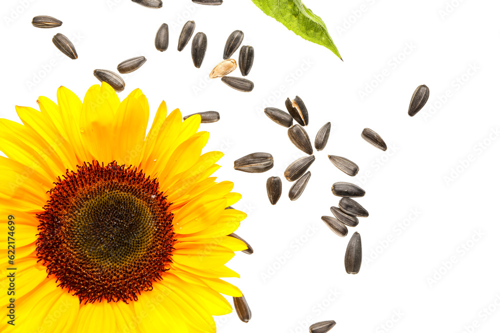 Flying sunflower with seeds on white background