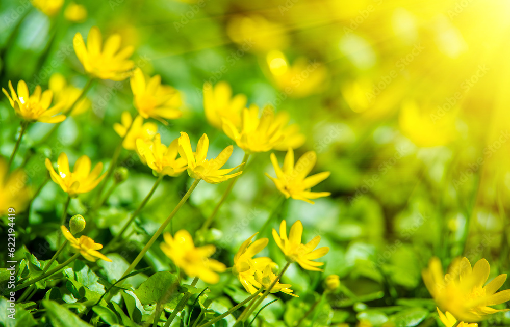 Yellow Lesser celandine flowers in spring on a green natural background 