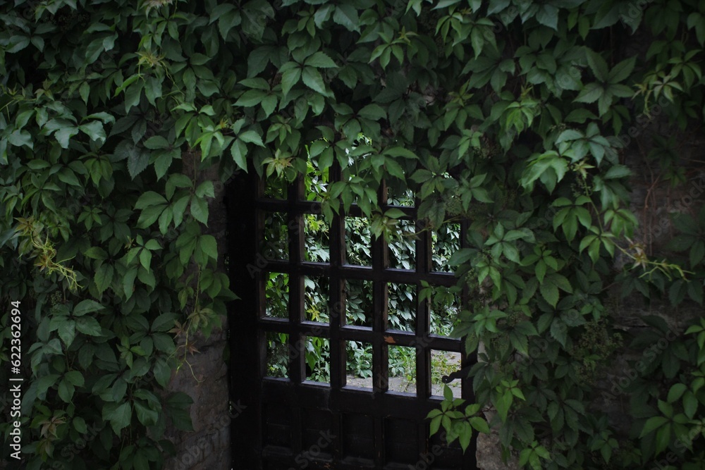 grapevine on gate