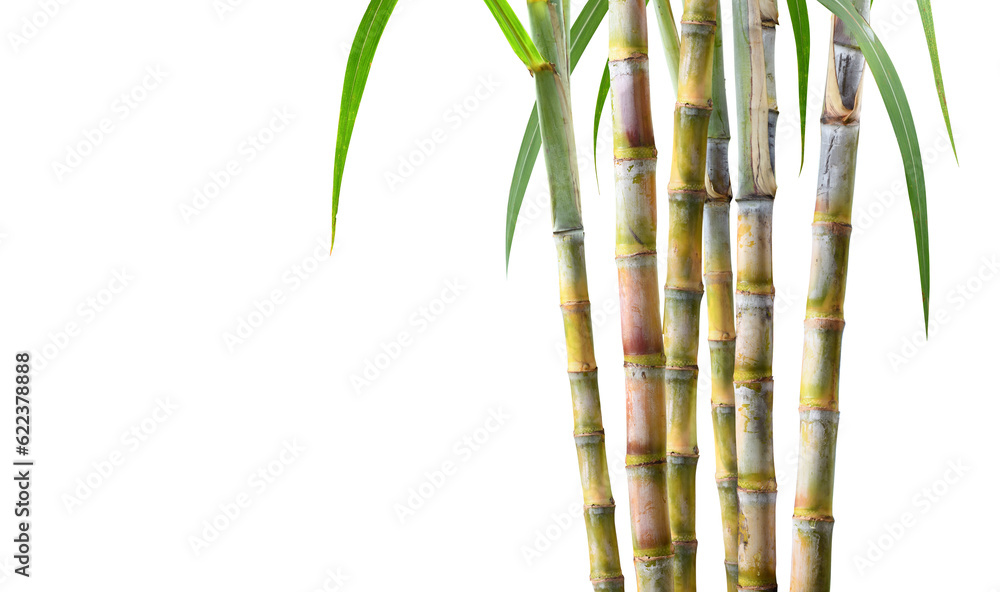 Sugar cane plant isolated on white background.