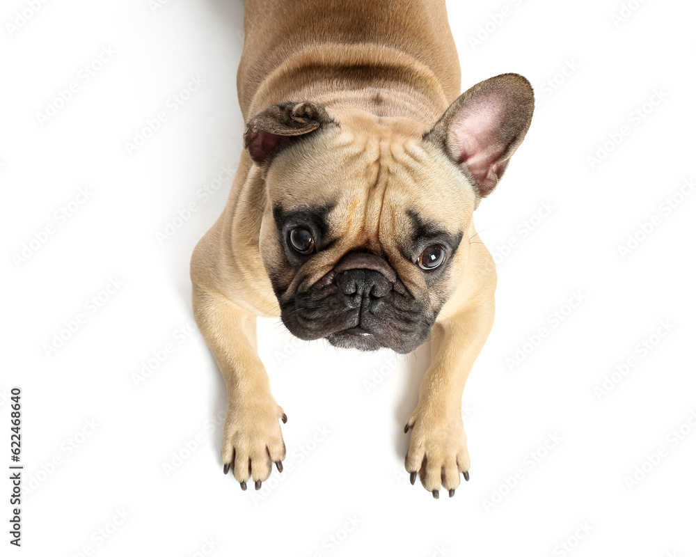 Cute French bulldog on white background, closeup