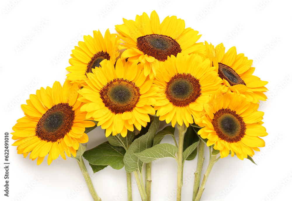 Beautiful sunflowers on white background