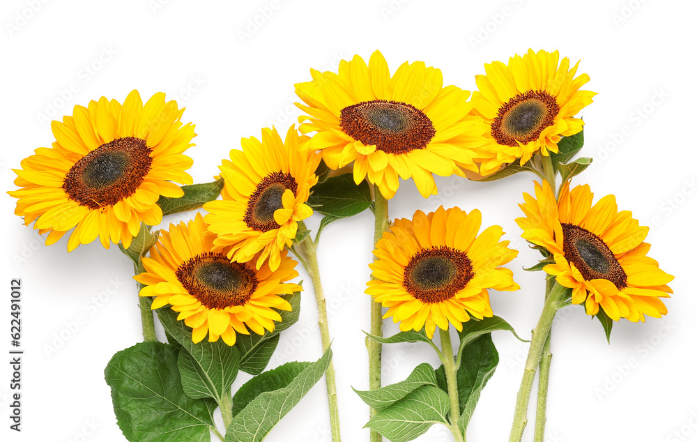 Beautiful sunflowers on white background