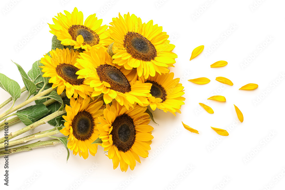 Beautiful sunflowers and petals on white background