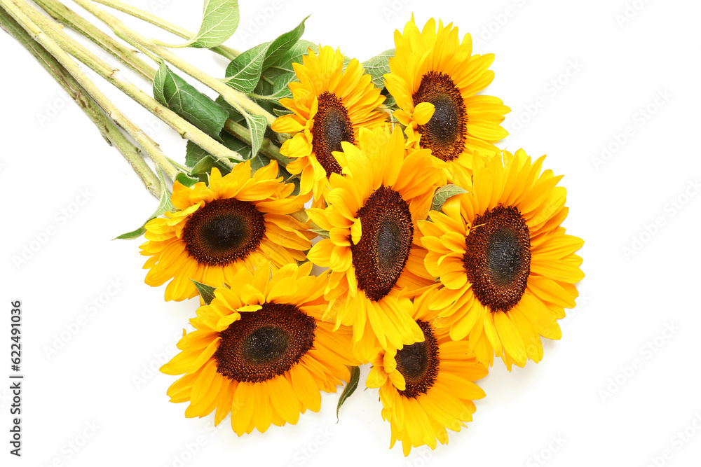 Beautiful sunflowers on white background