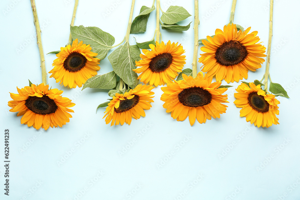 Beautiful sunflowers on blue background