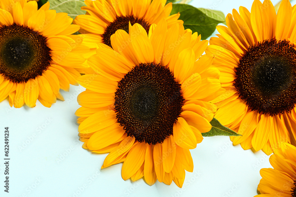 Beautiful sunflowers on blue background