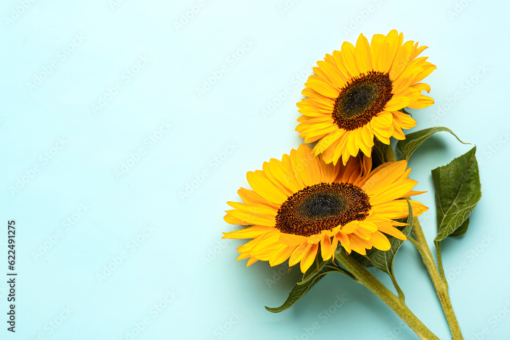 Beautiful sunflowers on blue background