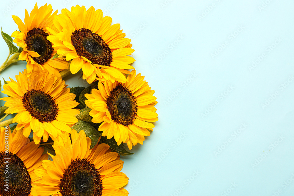 Beautiful sunflowers on blue background