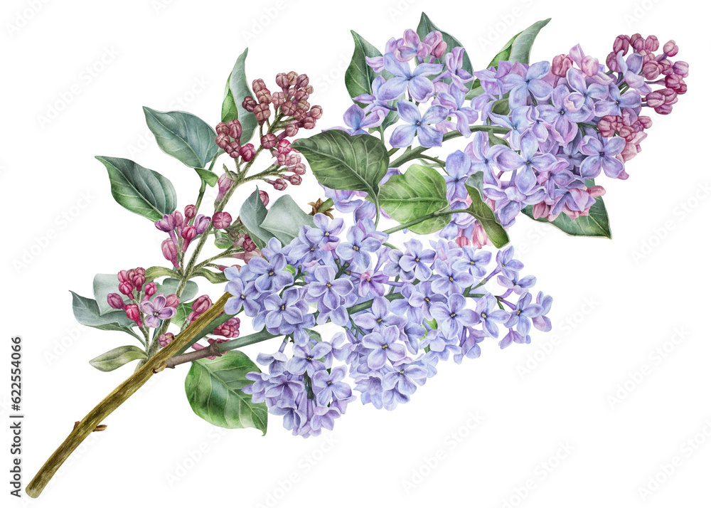 Branch of purple lilac. Watercolor botanical illustration. Hand drawn clipart isolated on a white ba