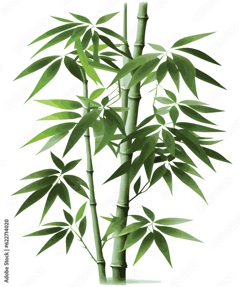 bamboo for decoration on white background