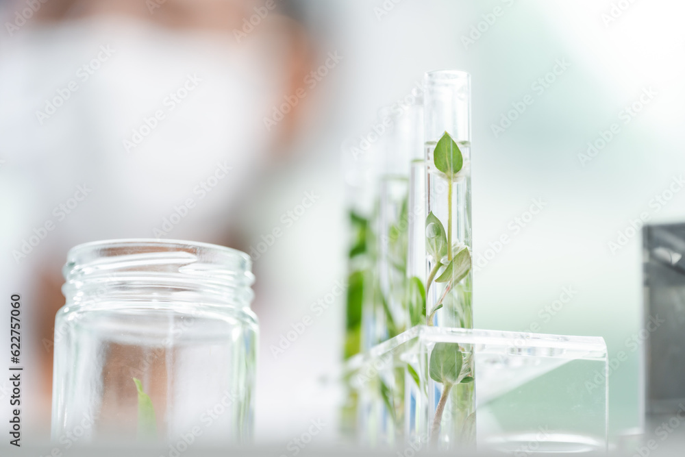 botany science laboratory, green plant experiment for medicine biology or biotechnology, scientist r