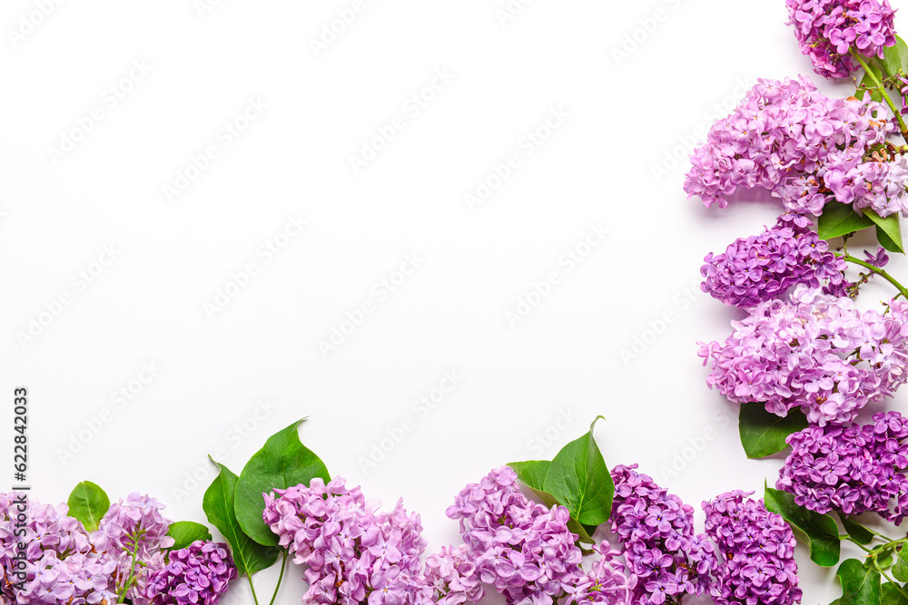 Beautiful bright lilac flowers on white background