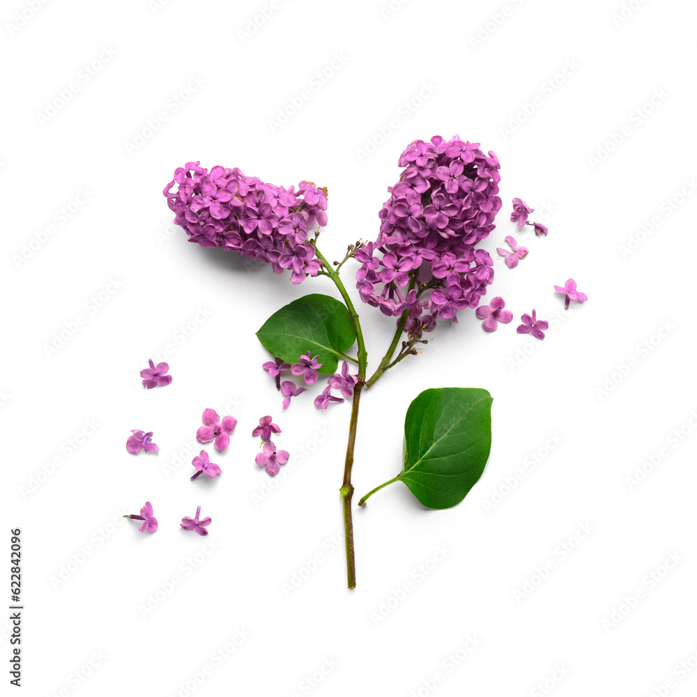 Branch of beautiful lilac flowers on white background