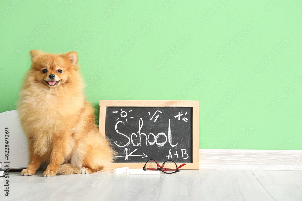 Cute Pomeranian dog with school supplies near green wall