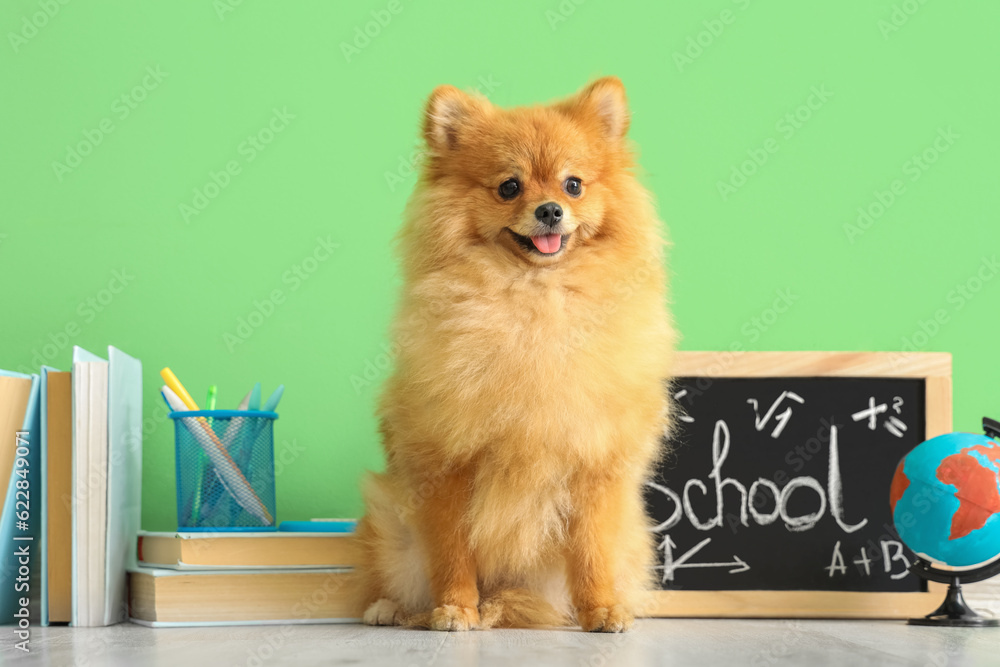 Cute Pomeranian dog with school supplies near green wall