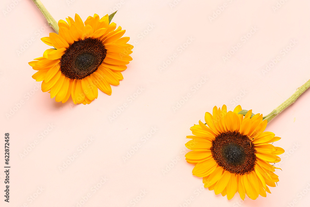 Beautiful sunflowers on pink background