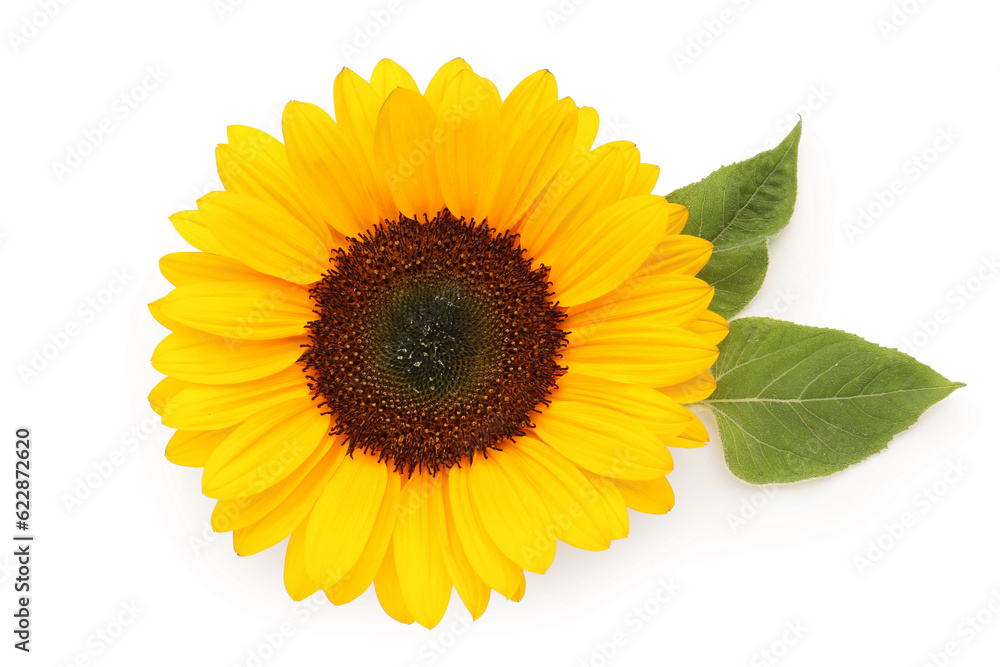 Beautiful sunflower with leaves on white background