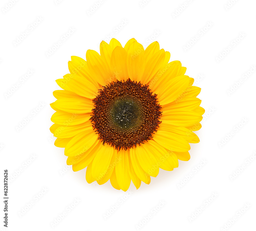 Beautiful sunflower on white background