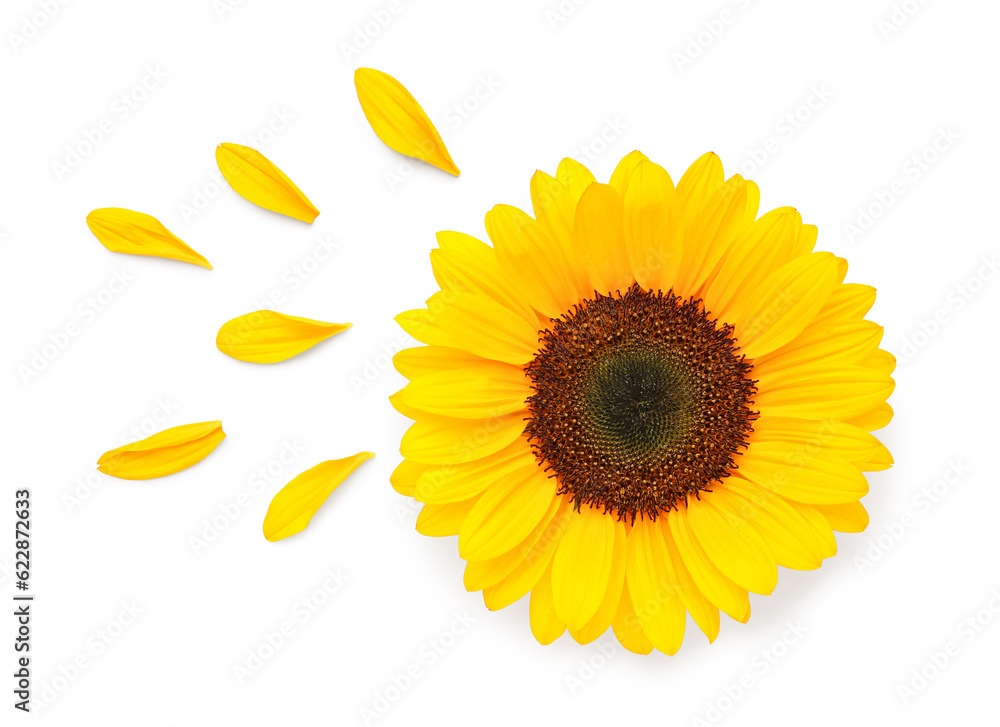 Beautiful sunflower and petals on white background