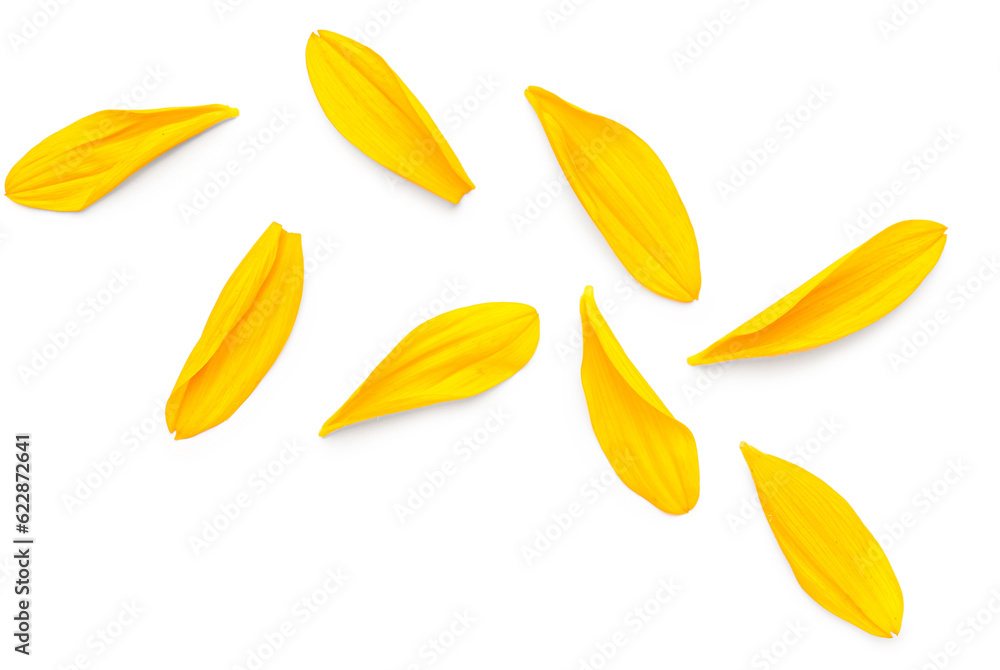 Beautiful sunflower petals on white background