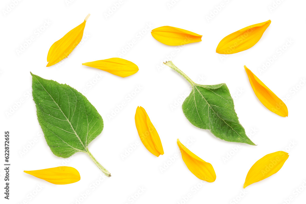 Beautiful sunflower petals and leaves on white background