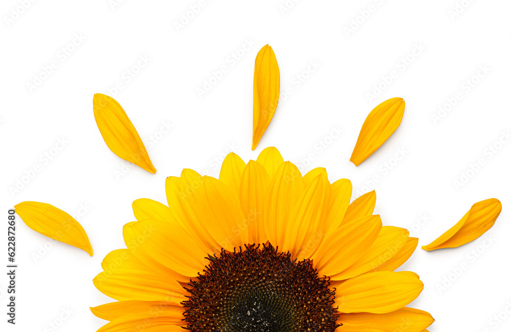 Beautiful sunflower and petals on white background