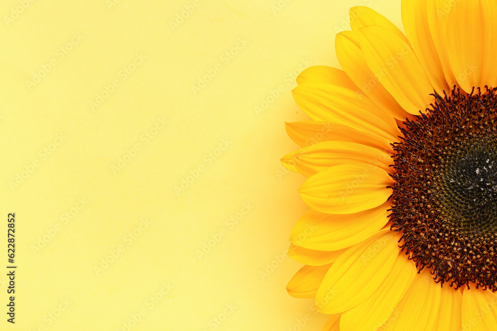 Beautiful sunflower on yellow background