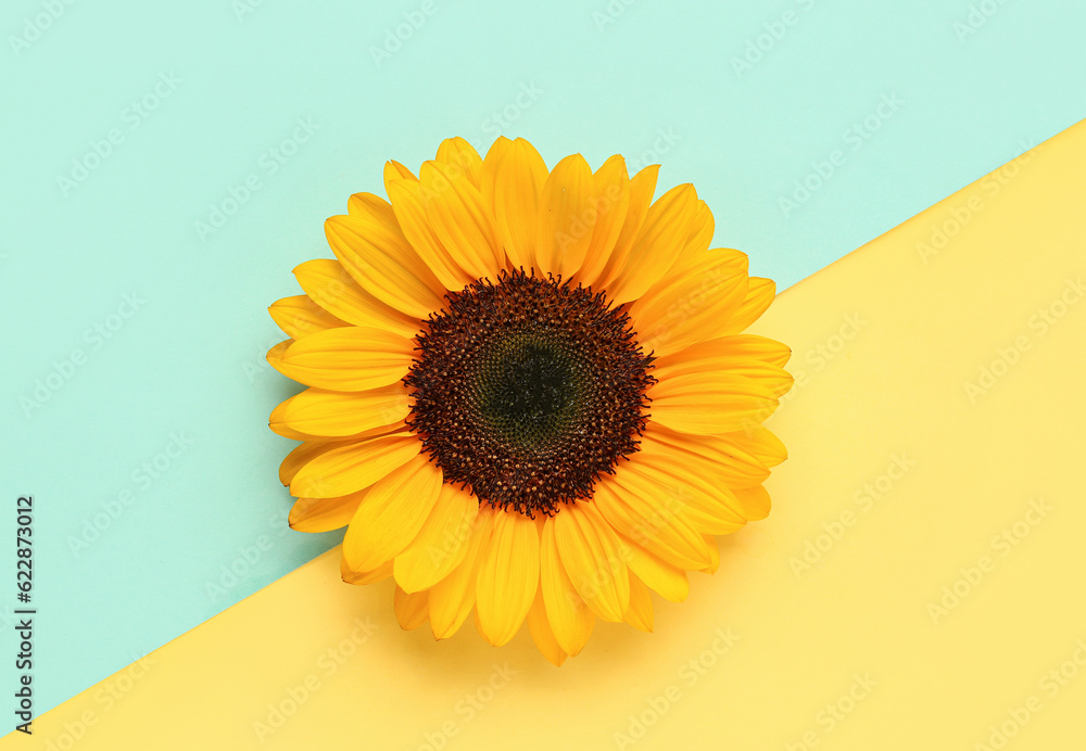 Beautiful sunflower on colorful background