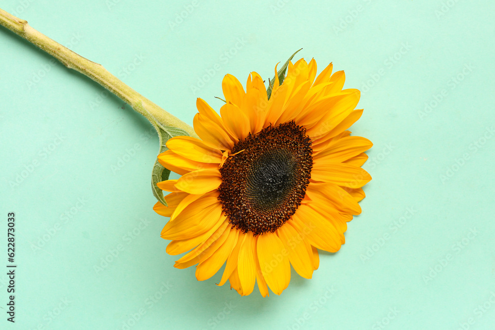 Beautiful sunflower on blue background