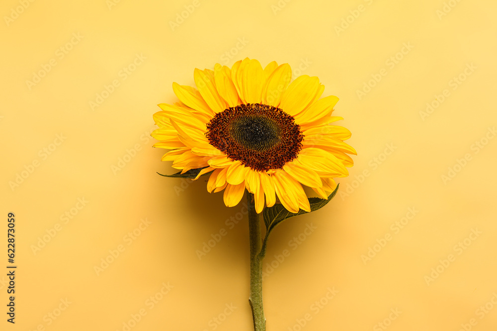 Beautiful sunflower on yellow background