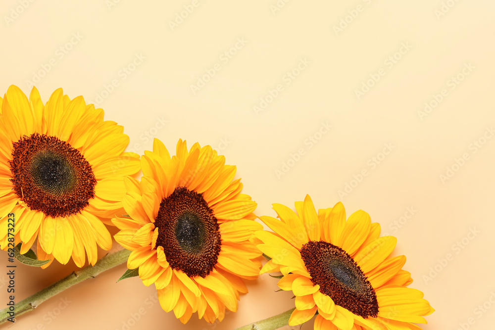 Beautiful sunflowers on orange background