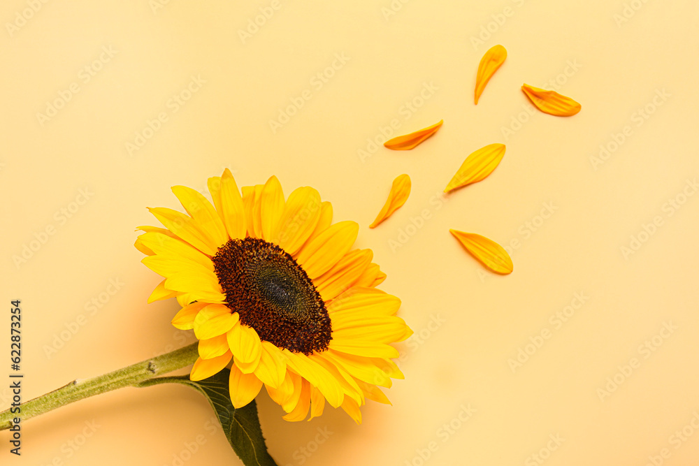 Beautiful sunflower and petals on orange background