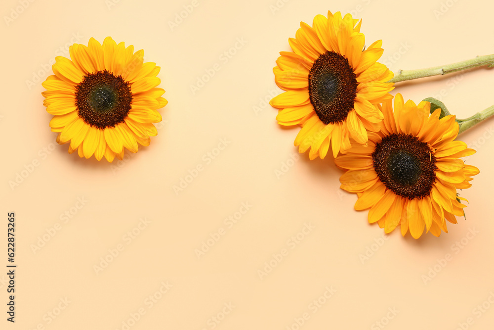 Beautiful sunflowers on orange background