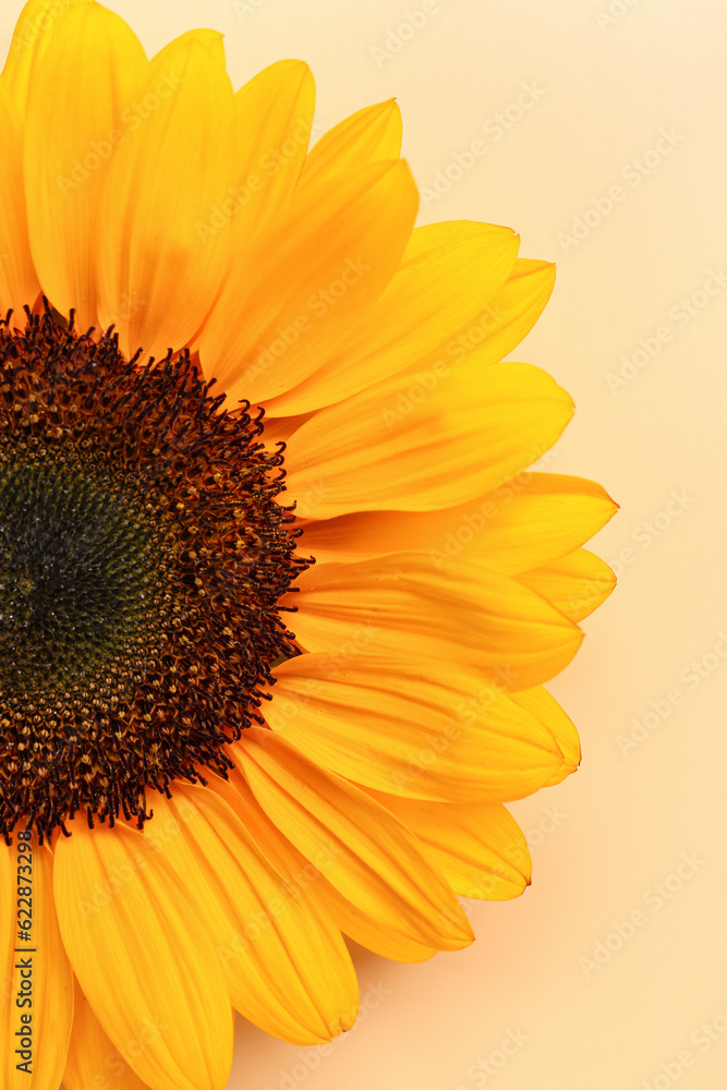 Beautiful sunflower on orange background