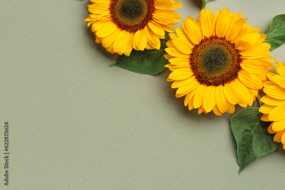 Beautiful sunflowers and leaves on green background