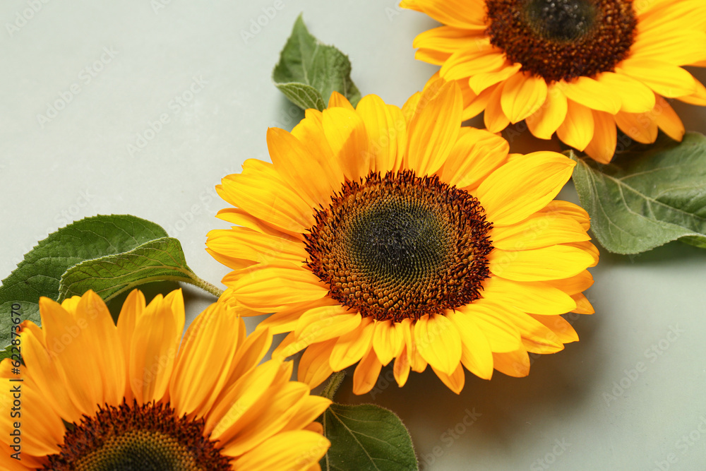 Beautiful sunflowers and leaves on green background