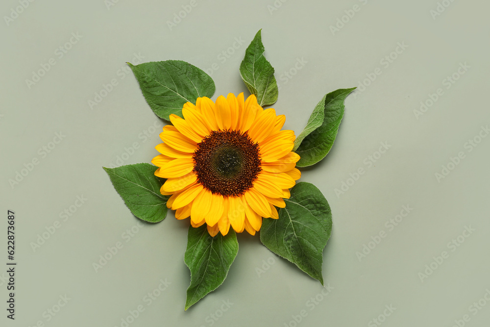 Beautiful sunflower and leaves on green background