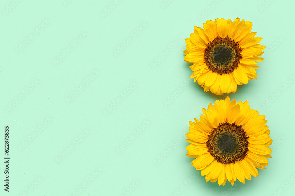 Beautiful sunflowers on turquoise background