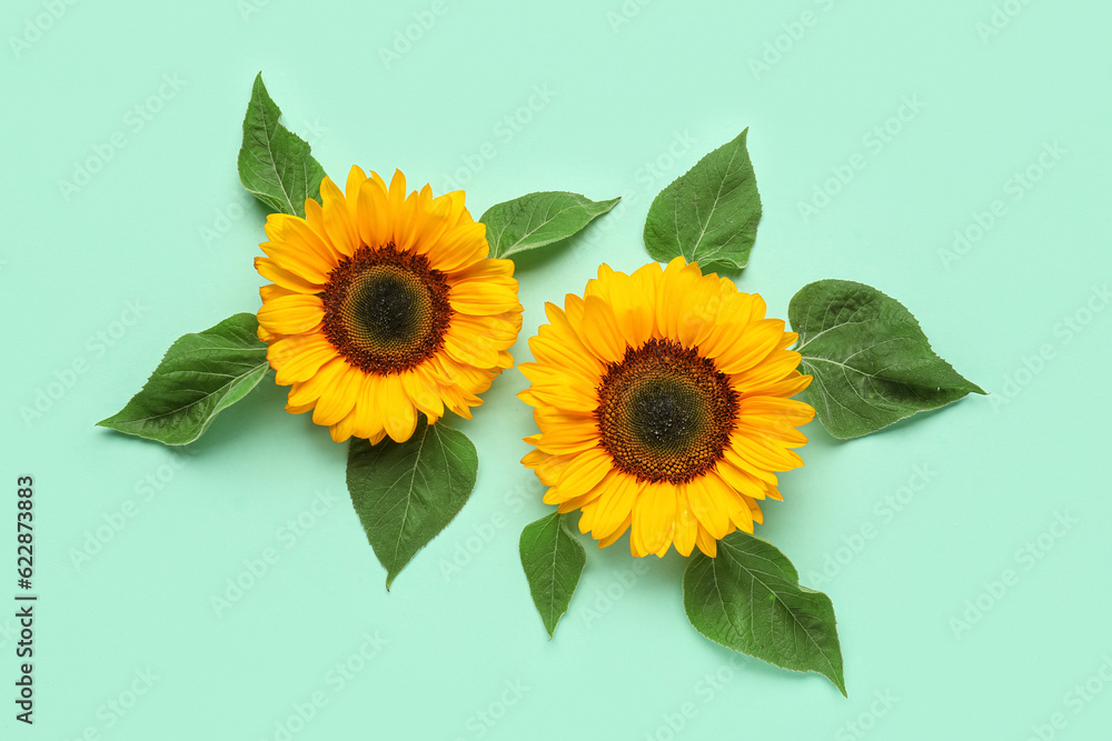 Beautiful sunflowers and leaves on turquoise background