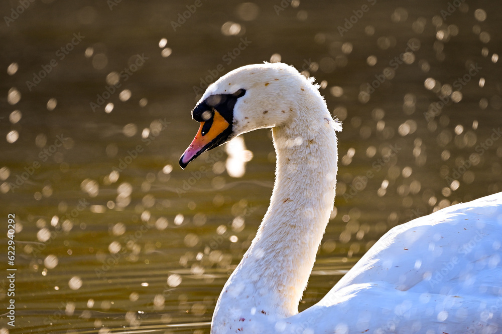 mute swan cygnus olor