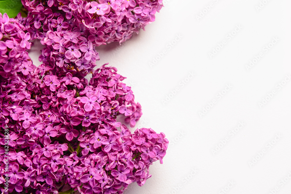 Beautiful bright lilac flowers on white background