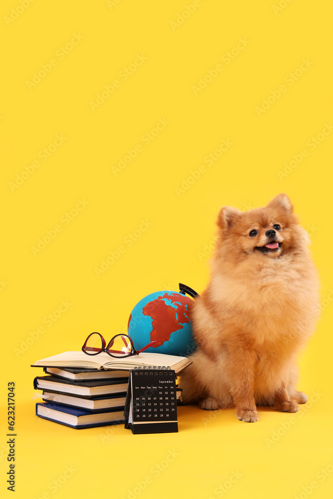 Cute Pomeranian dog with school supplies on yellow background