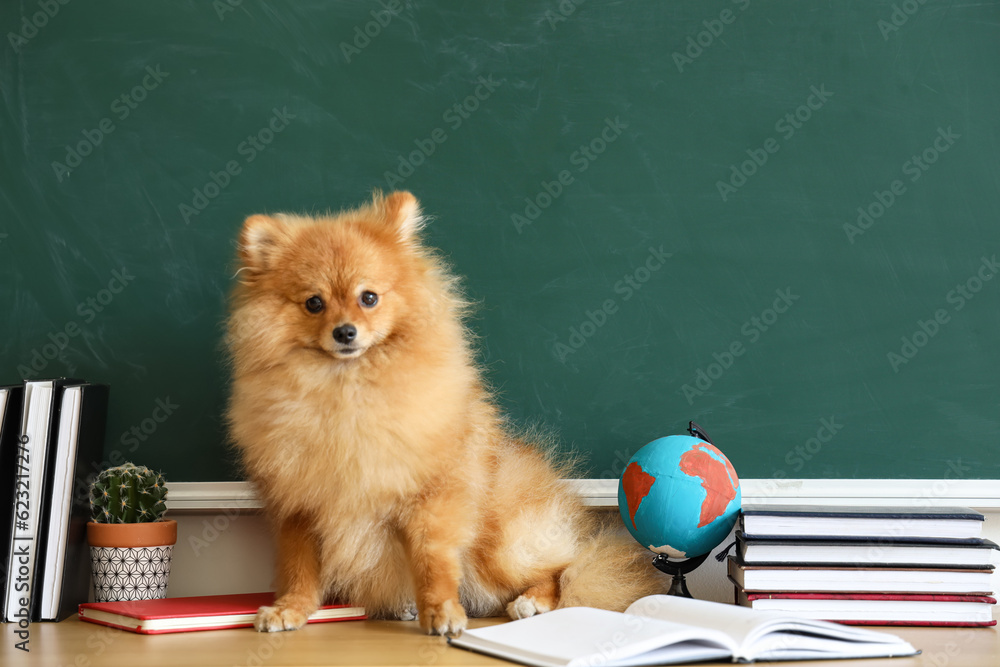 Pomeranian dog with school supplies on table near chalkboard