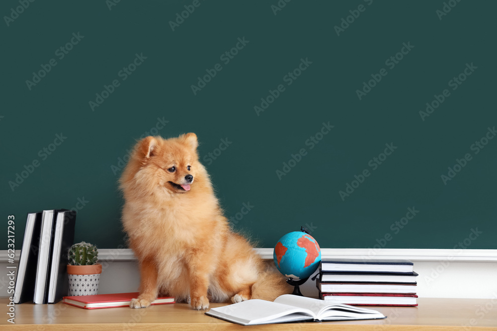 Pomeranian dog with school supplies on table near chalkboard