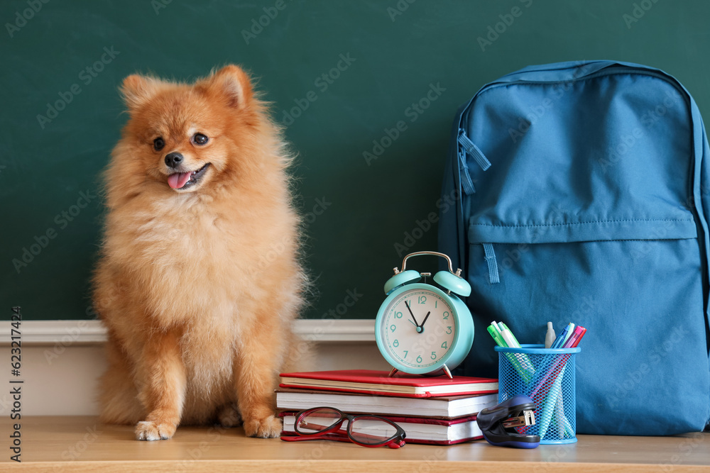 Pomeranian dog with school supplies on table near chalkboard