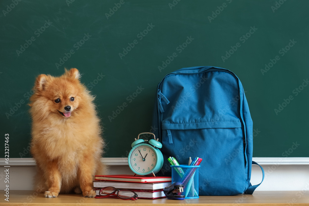 Pomeranian dog with school supplies on table near chalkboard